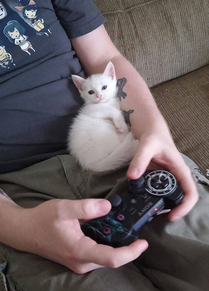 They Said They Didn’t Want A Cat…