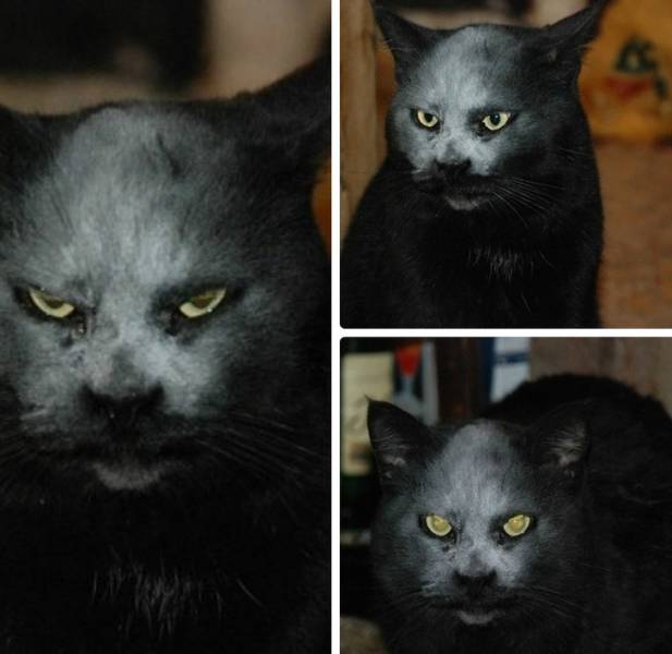 top 100 animals pics of the year 2019.html - 1 HD Photos | Premium Gallery 2019