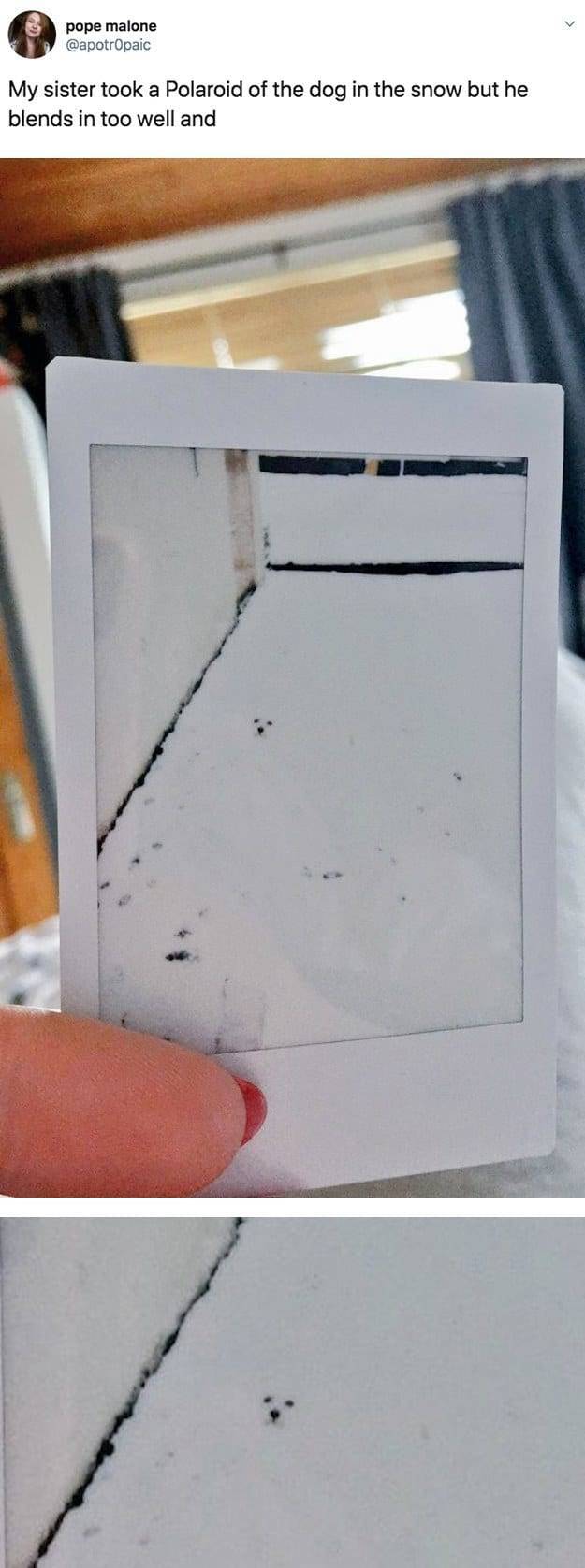 The Funniest Stuff Internet Could Provide