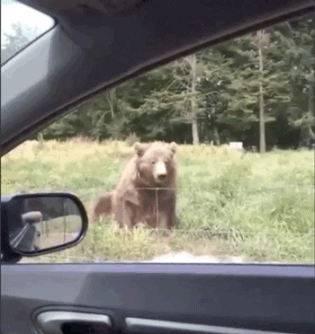 GIFs Look Much Better When Reversed