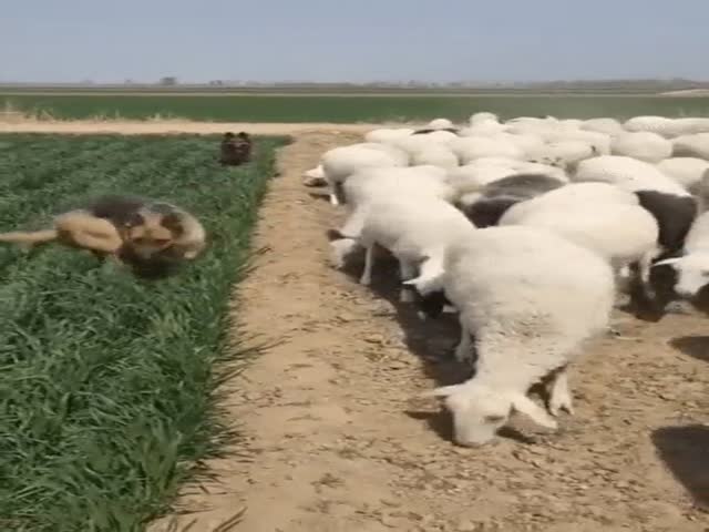 page,2,top 75 videos of the year 2019.html - 1 HD Video | Premium Gallery 2019