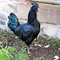 none can resist these girls 15 gifs.html - 1 HD GIF | Premium Gallery 2020