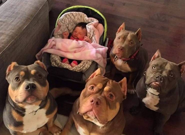 page,2,top 100 animals pics of the year 2019.html - 1 HD Photos | Premium Gallery 2019