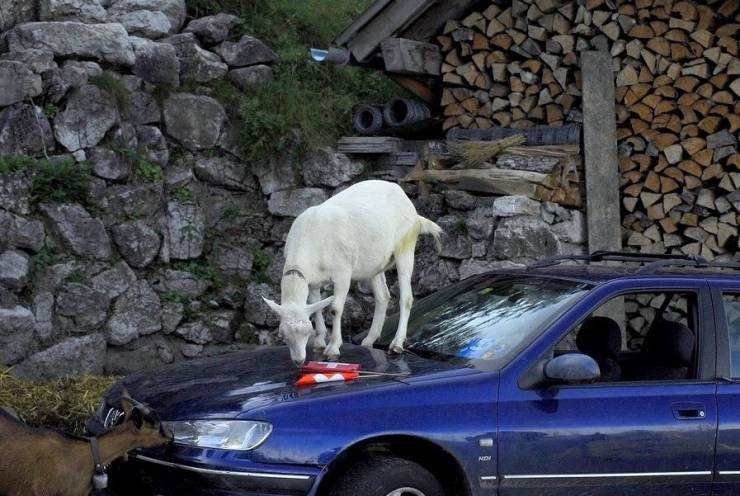 daily picdump 102 pics 9.html - 102 HD Photos | Premium Gallery 2019