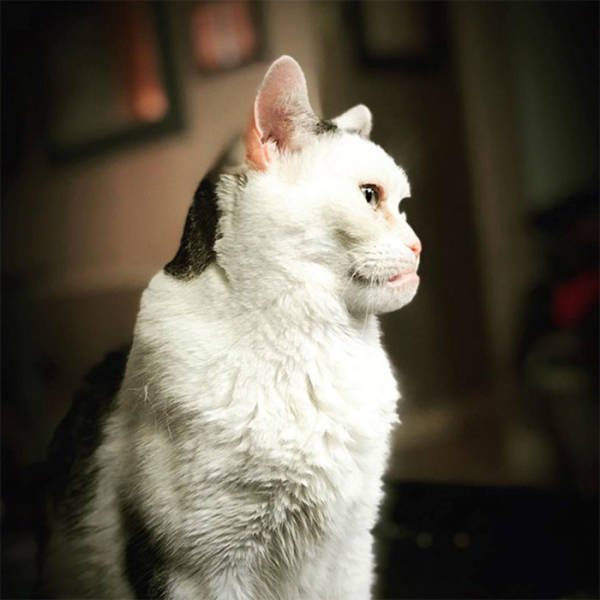 Is This Cat The Real Steve Buscemi?!