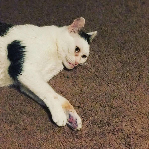 Is This Cat The Real Steve Buscemi?!