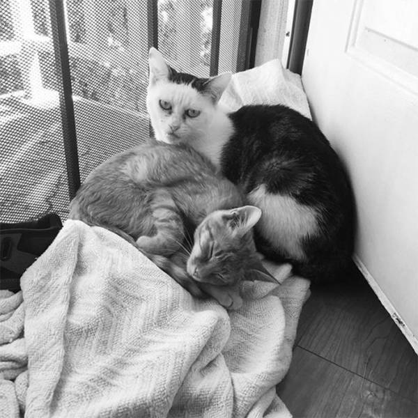 Is This Cat The Real Steve Buscemi?!