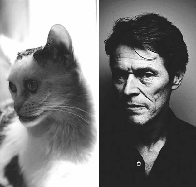 Is This Cat The Real Steve Buscemi?!