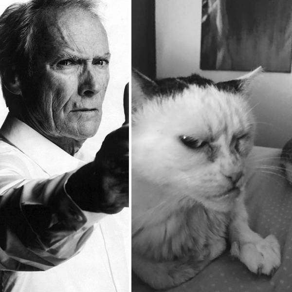 Is This Cat The Real Steve Buscemi?!