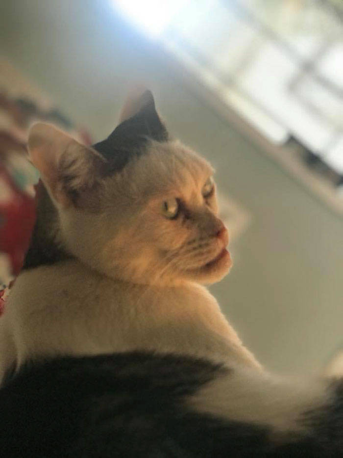 Is This Cat The Real Steve Buscemi?!