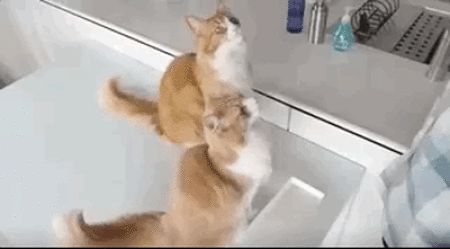 page,3,top 100 animals pics of the year 2019.html - 1 HD Photos | Premium Gallery 2019