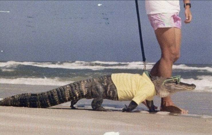 daily picdump 96 pics 13.html - 96 HD Photos | Premium Gallery 2019