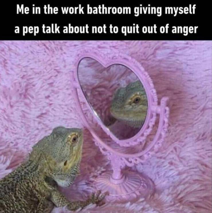 funny picdump 50 pics 17.html - 50 HD Photos | Premium Gallery 2019