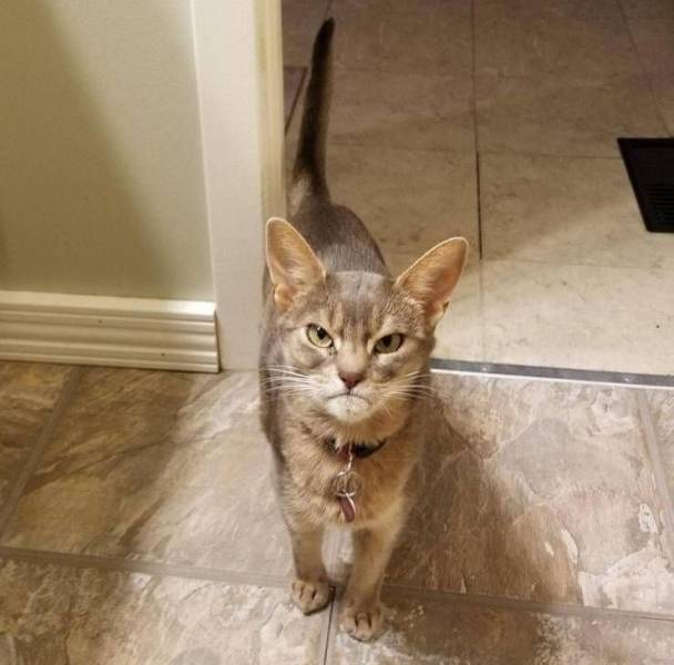 top 100 animals pics of the year 2019.html - 1 HD Photos | Premium Gallery 2019