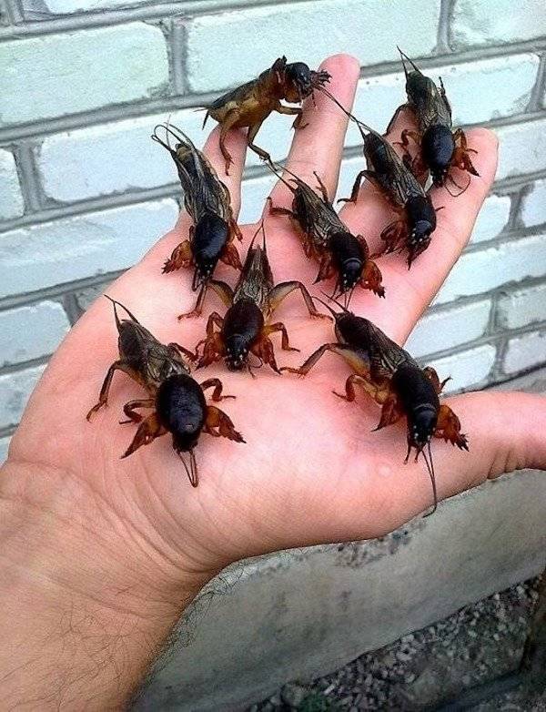 And On To The Nopetown We Go