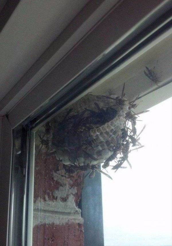 And On To The Nopetown We Go