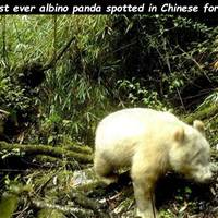 asian girls that are real stunners 51 pics.html - 51 HD Photos | Premium Gallery 2020