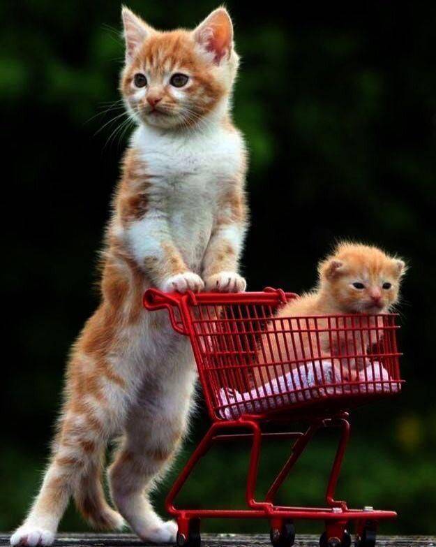 daily picdump 97 pics 1.html - 97 HD Photos | Premium Gallery 2019