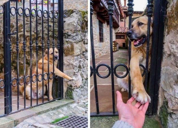 page,3,top 100 animals pics of the year 2019.html - 1 HD Photos | Premium Gallery 2019