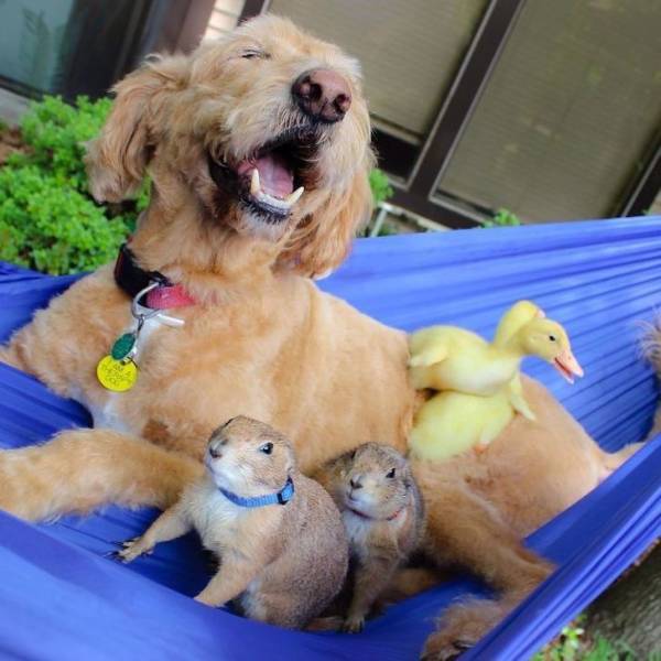 page,3,top 100 animals pics of the year 2019.html - 1 HD Photos | Premium Gallery 2019