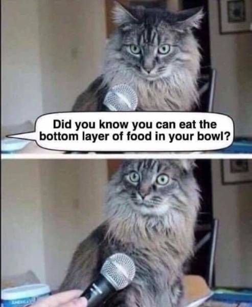 page,8,top 250 funny pics of the year 2019.html - 1 HD Photos | Premium Gallery 2019