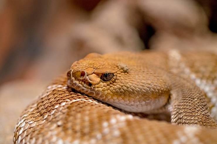 Humans Have Always Tried To Cheat Death