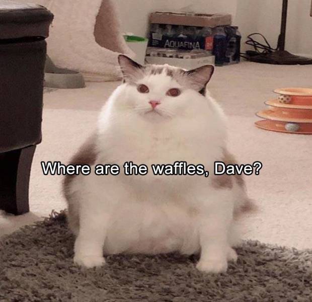 funny picdump 52 pics 21.html - 52 HD Photos | Premium Gallery 2019