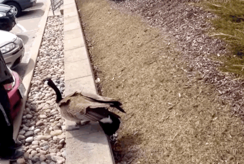 Angry Birds Theme Starts Playing