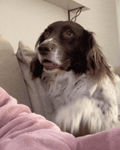 Pet Me! PET ME HUMAN!