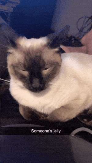 Pet Me! PET ME HUMAN!