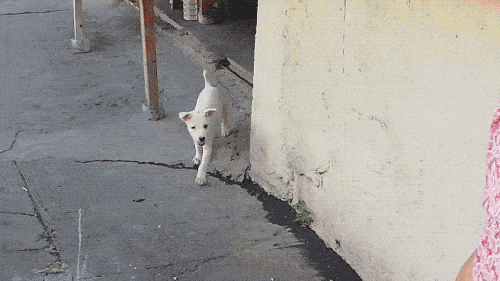 Pet Me! PET ME HUMAN!