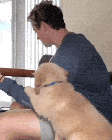 Pet Me! PET ME HUMAN!