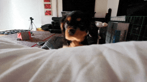 Pet Me! PET ME HUMAN!