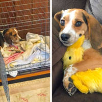 dont laugh at all 60 pics.html - 60 HD Photos | Premium Gallery 2020