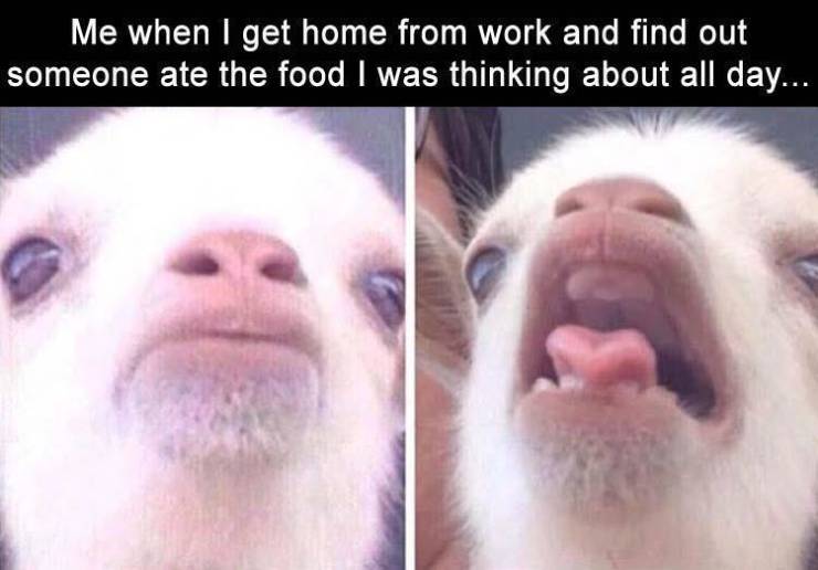 funny picdump 52 pics 13.html - 52 HD Photos | Premium Gallery 2019