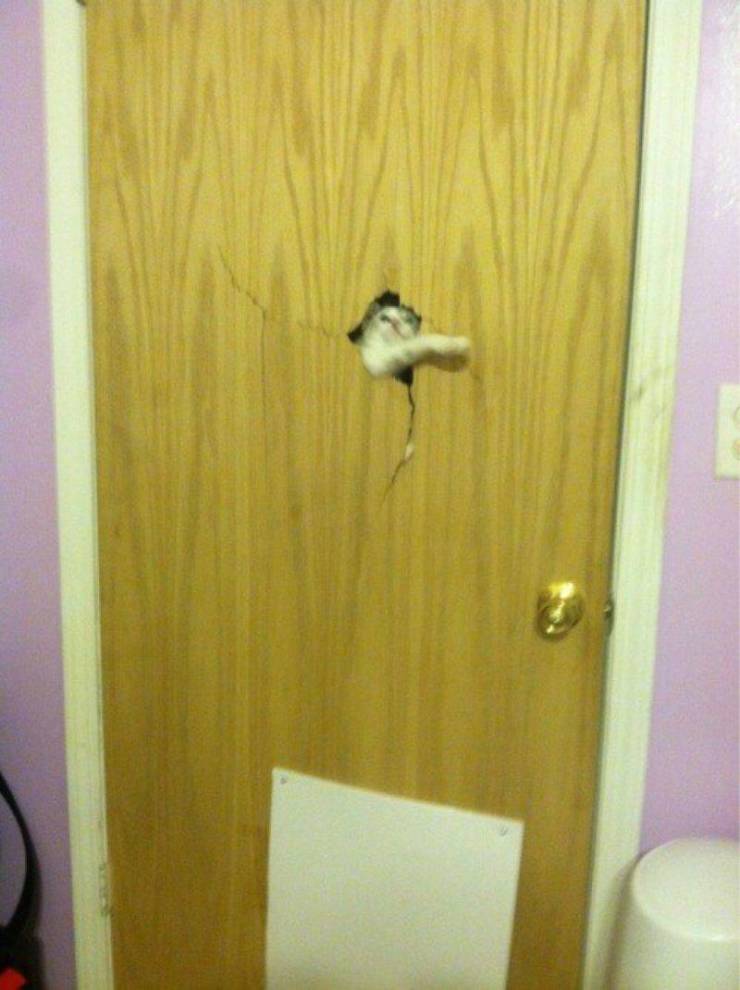 daily picdump weekend edition 74 pics 14.html - 74 HD Photos | Premium Gallery 2019