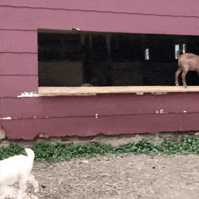 Goats Are The Maestros Of Parkour