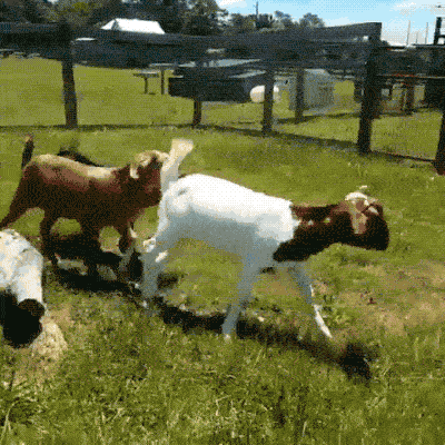 Goats Are The Maestros Of Parkour