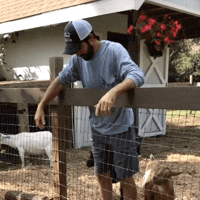 Goats Are The Maestros Of Parkour