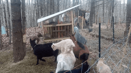 Goats Are The Maestros Of Parkour