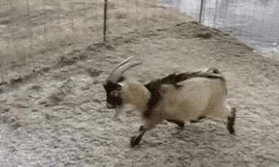 Goats Are The Maestros Of Parkour