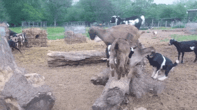 Goats Are The Maestros Of Parkour