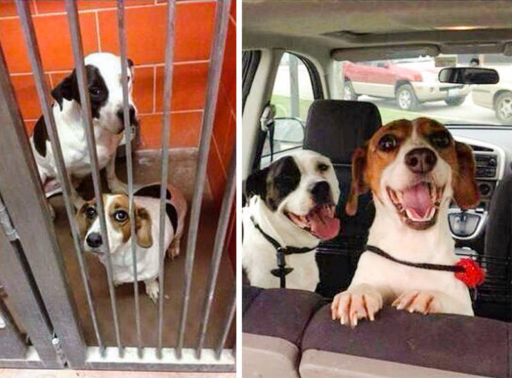 page,2,top 100 animals pics of the year 2019.html - 1 HD Photos | Premium Gallery 2019