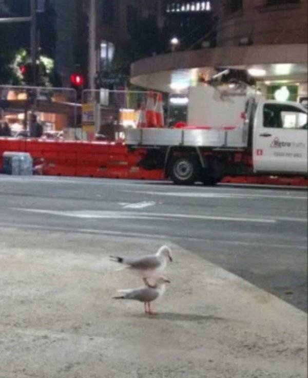 Hard-to-explain WTF Photos