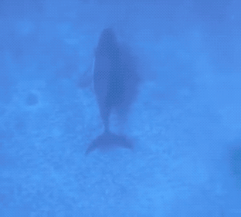 You Didn’t Expect These Unexpected GIFs