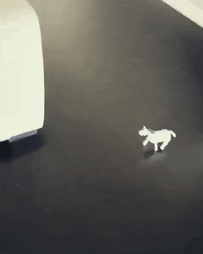 It’s Dog Day Every Day!