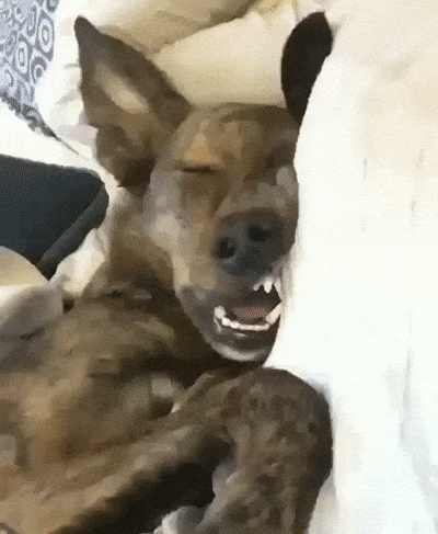 It’s Dog Day Every Day!