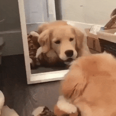 It’s Dog Day Every Day!