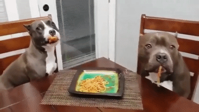 It’s Dog Day Every Day!