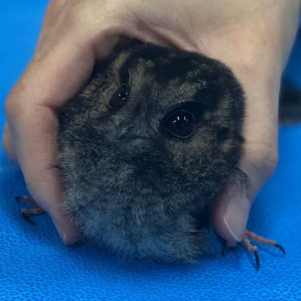 The Tinier The Animal, The Cuter It Is